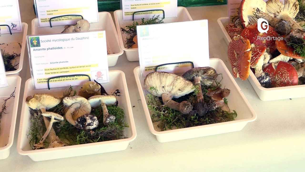 Reportage - Bien cueillir ses champignons