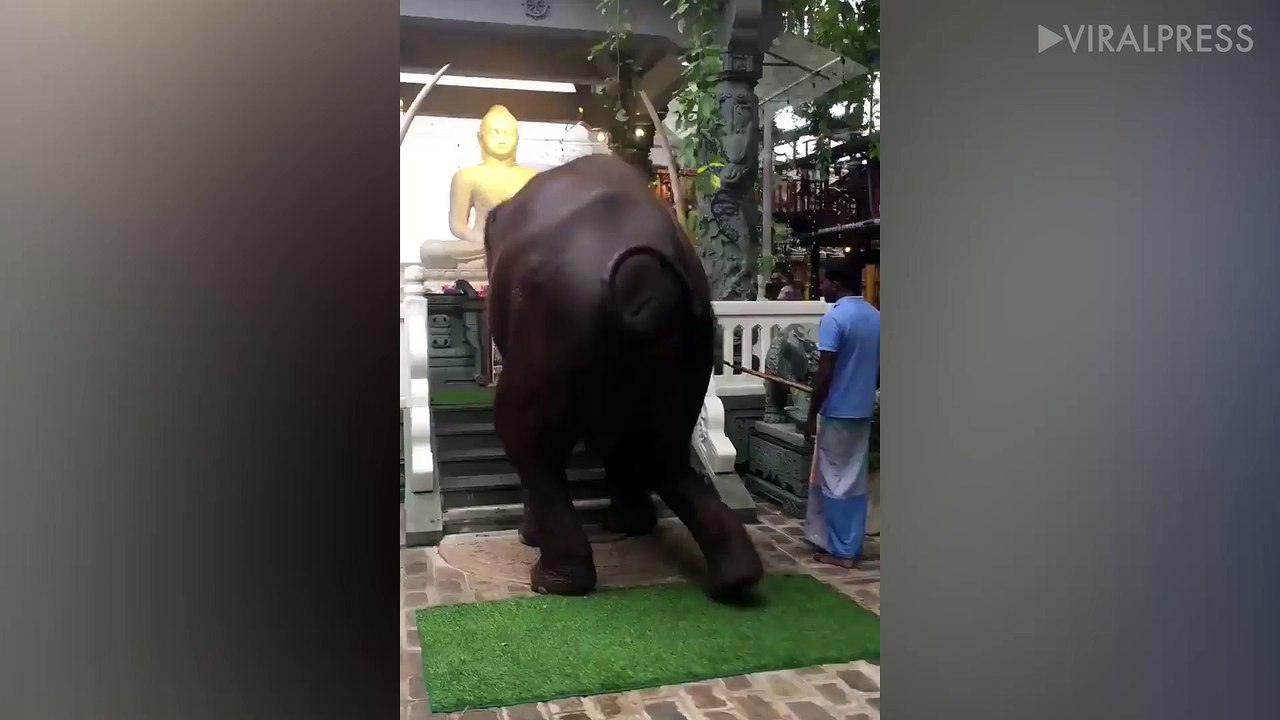 Elephant Kneeling To Pray