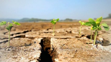 A vendre - Maison - MONTPEZAT DE QUERCY (82270) - 6 pièces - 230m²