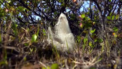 Arctic Secrets S01  E04 Fall on the Tundra   Part 01