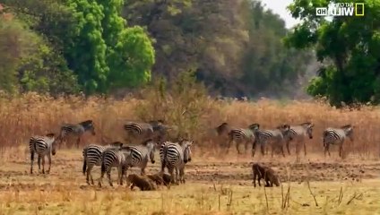 Africa's Hunters S02xxE06 Heir to the Clan - Part 01