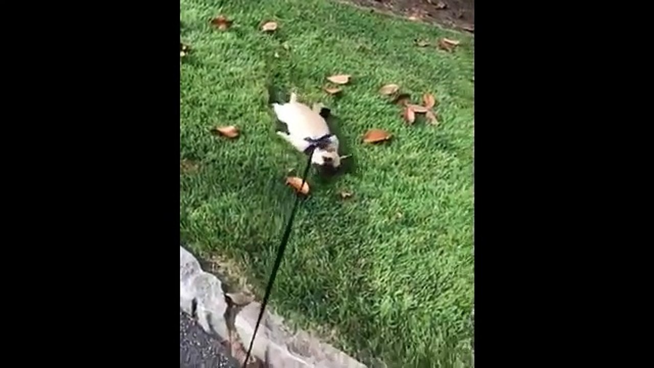 Cute_baby_animals_Videos_Compilation_cute_moment_of_the_animals_-_Soo_Cute!_#34