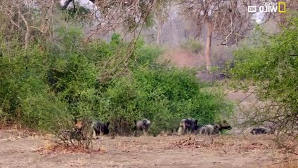 Africa's Hunters S02xxE05 The Hot Springs Pack - Part 02