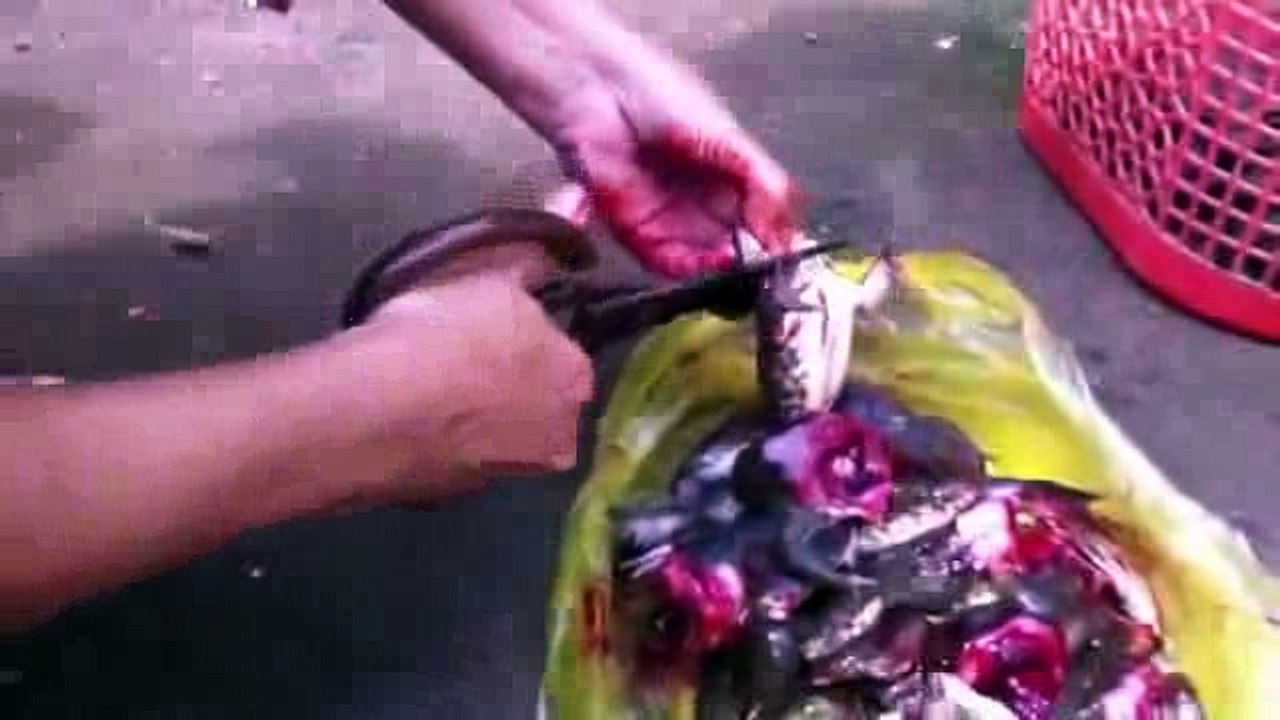 MỌI LOÀI ĐỀU SỢ GƯƠM ĐAO   MỌI LOÀI ĐỀU SỢ CHẾT...