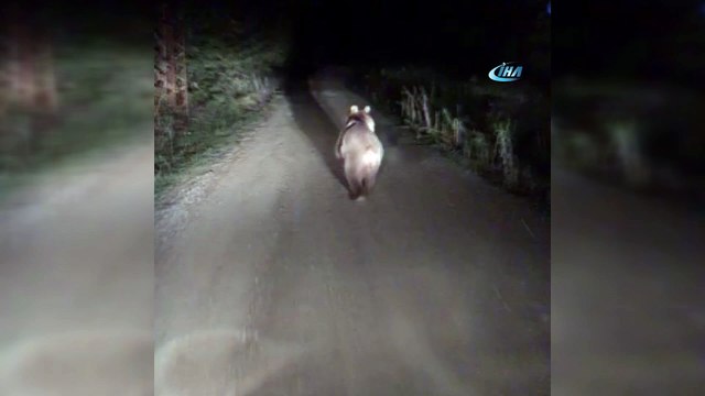 Önüne çıkan ayıyı ormana kadar böyle kovaladı