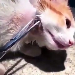 Il retire une larve énorme du cou de son chat