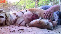 Cette femme garde un tigre du bengal et un tigre blanc dans son jardin