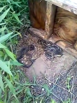 Ce qu'il trouve sous une planche de bois au fond de son jardin est incroyable
