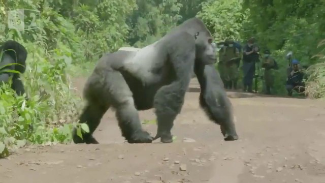 Une famille de gorilles sous bonne escorte... papa est là