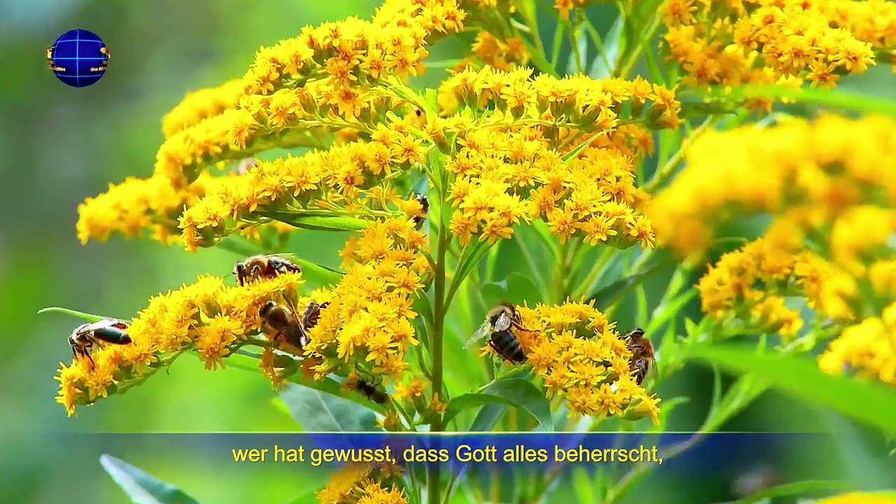 Christliche Lieder 2018 | Das Leid der verdorbenen Menschheit