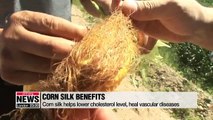 Local scientists find out corn silk helps repair prostate symptoms