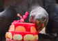 Galapagos Tortoise Celebrates 68th Birthday With 'Cake'