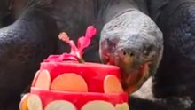 Galapagos Tortoise Celebrates 68th Birthday With 'Cake'