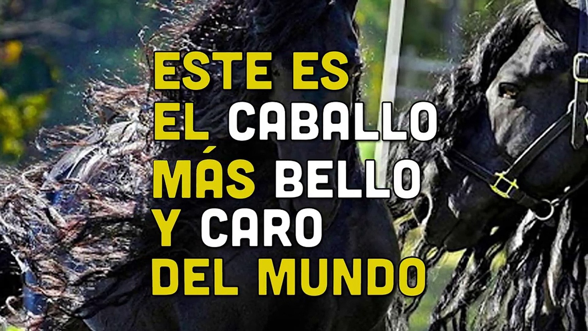 Este Es El Caballo Mas Bello Y Caro Del Mundo No Creeras Quien Es El Dueno Video Dailymotion
