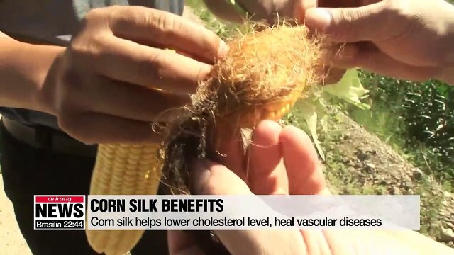 Local scientists find out corn silk helps repair prostate symptoms