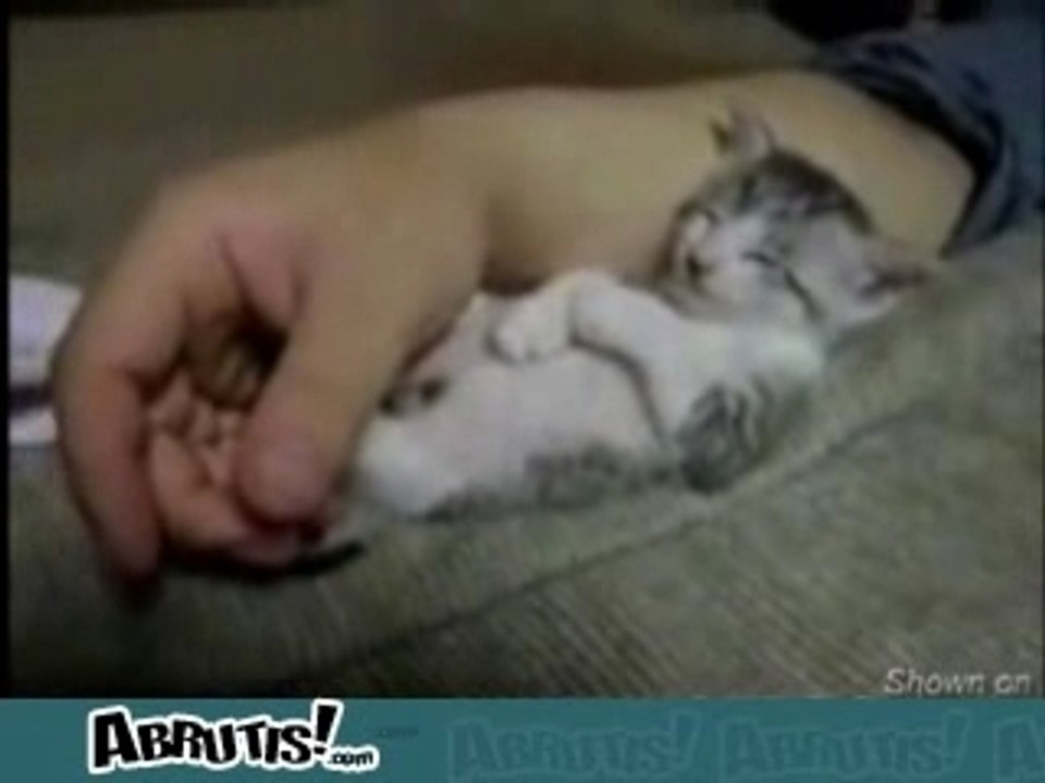 Chat - Chaton s endort