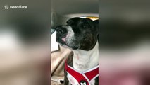Dog loves to do frustrated dolphin impressions