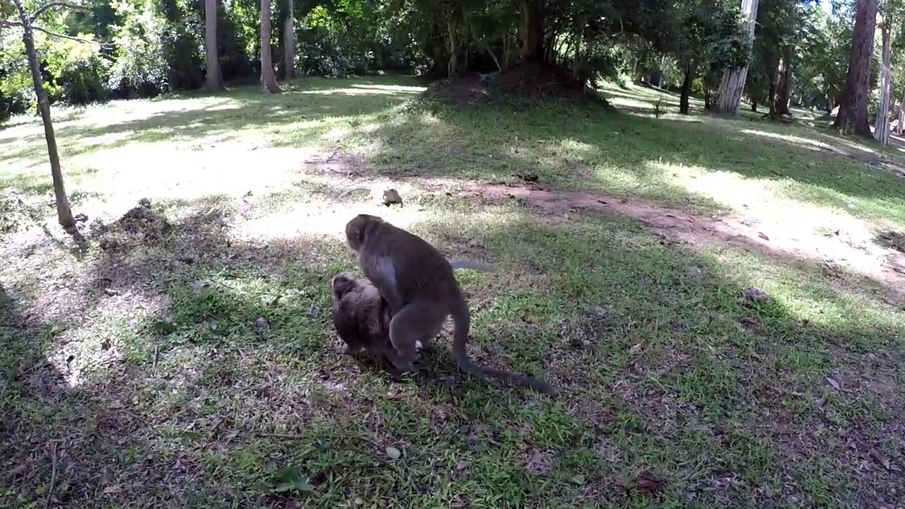 Funny Video Monkeys