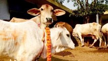 Madhya Pradesh Election 2018:Congress की गाय पर Shivraj Singh की नजर | वनइंडिया हिंदी