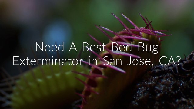 OCP Bed Bug Exterminator in San Jose, CA