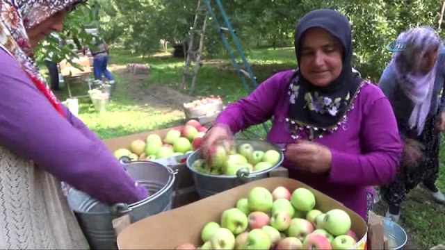 Kesince yıldızı parlayan elmanın geçmişi 2 bin yıl öncesine kadar dayanıyor