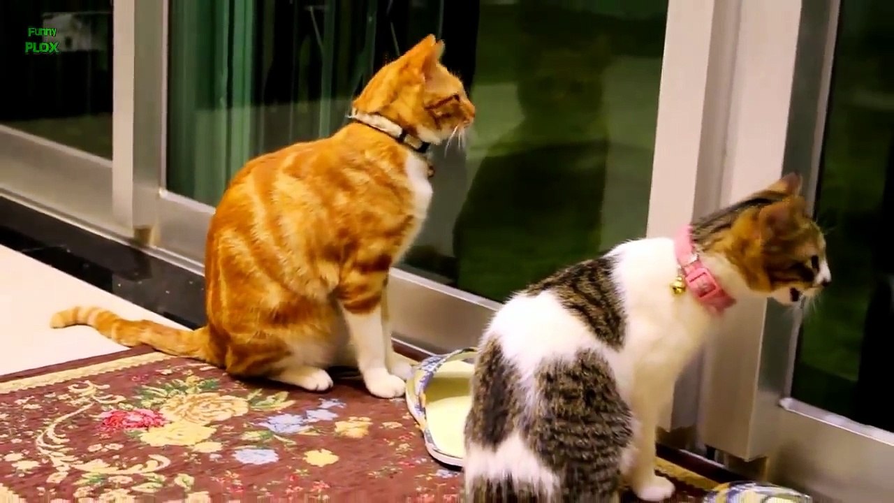 Funny Cats and Kittens Meowing Compilation
