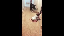 Caring Pit Bull teaches baby how to play fetch