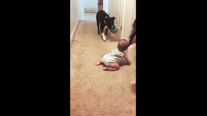 Caring Pit Bull teaches baby how to play fetch