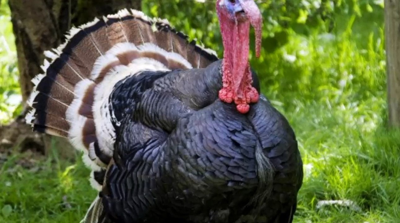 صوت الديك الرومي turkey bird sound cri du dindon فيديو Dailymotion