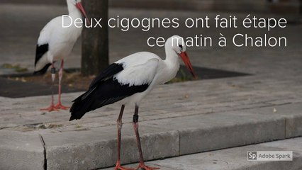 Deux cigognes font _étape au centre de Chalon-sur-Saône