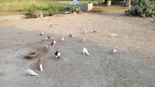Beautiful Pigeons in a village