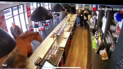 Un cheval s’invite dans une brasserie - Chantilly