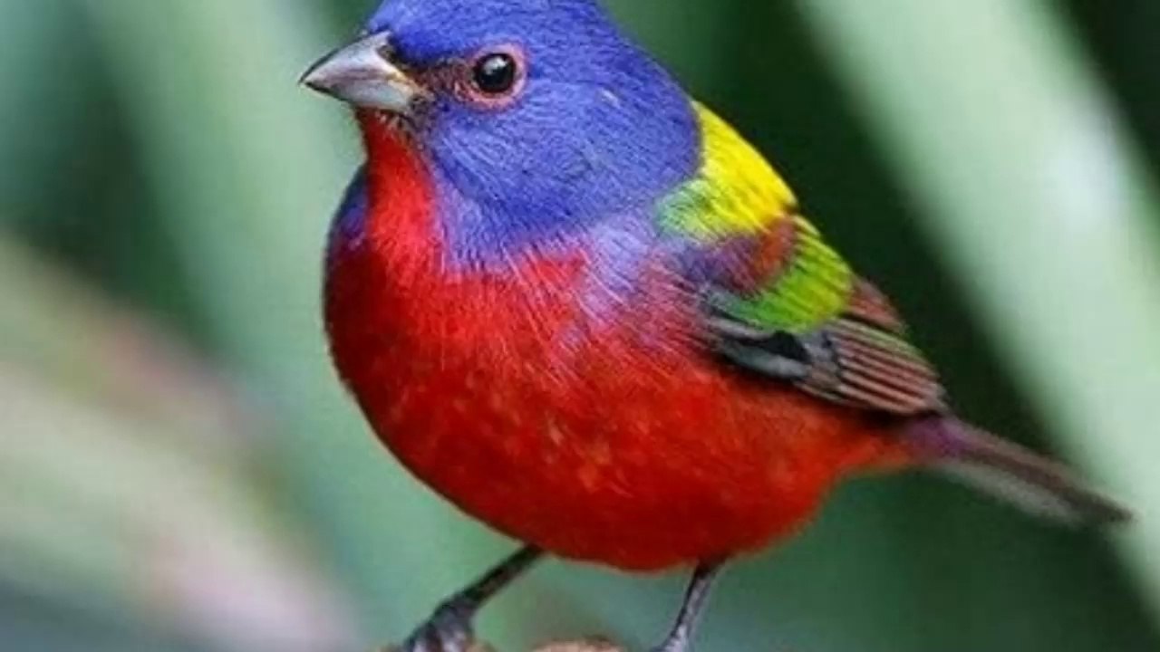 Birds sound - Gazouillis des oiseaux  - زقزقه العصافير