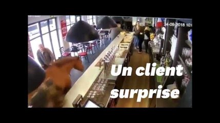 Un cheval entre dans un PMU à Chantilly et sème la panique