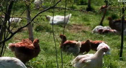 The Chicken People S01 - Ep03  3 HD Watch