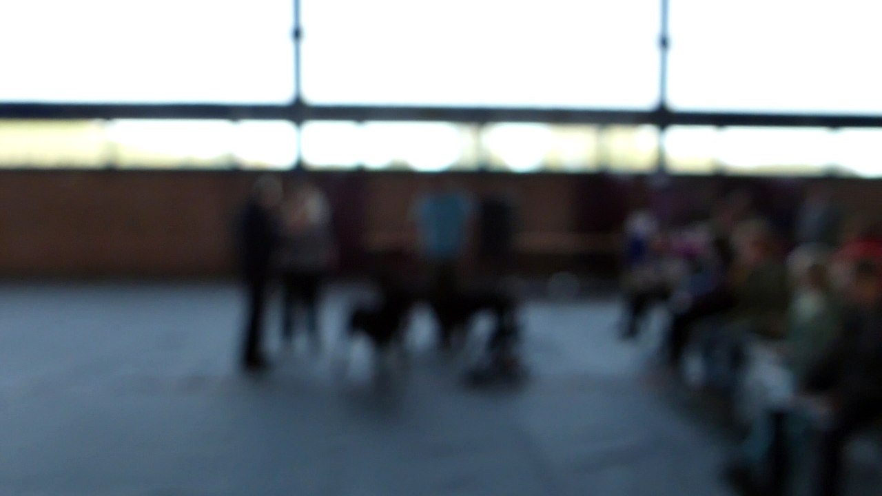 La journée des Animaux de Compagnie 1