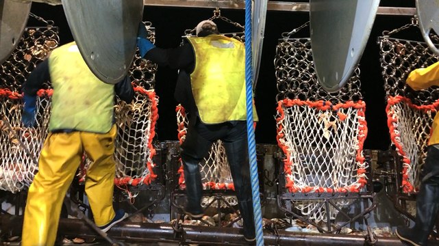 La première sortie en mer pour les coquilles