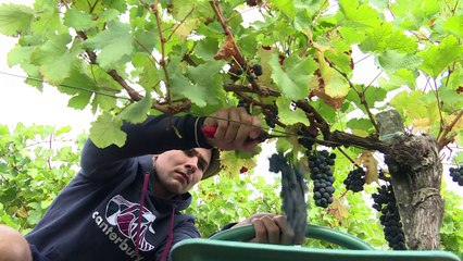 Quand les rugbymen découvrent leur "raisin-d'être"