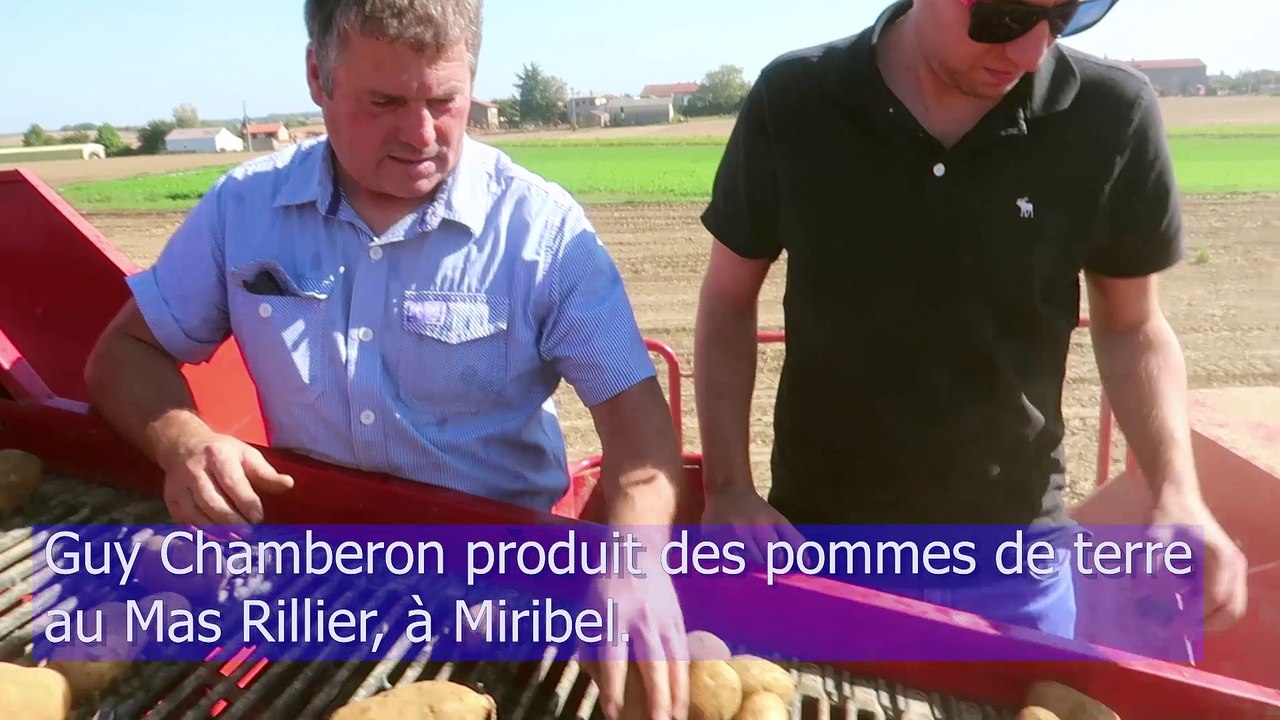 Les frites du Ninkasi poussent au Mas Rillier