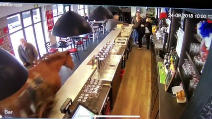 Un cheval sème la panique en débarquant dans un bar PMU !