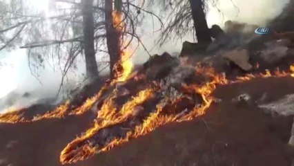 Ormanlık Alan 14'üncü Kez Yandı