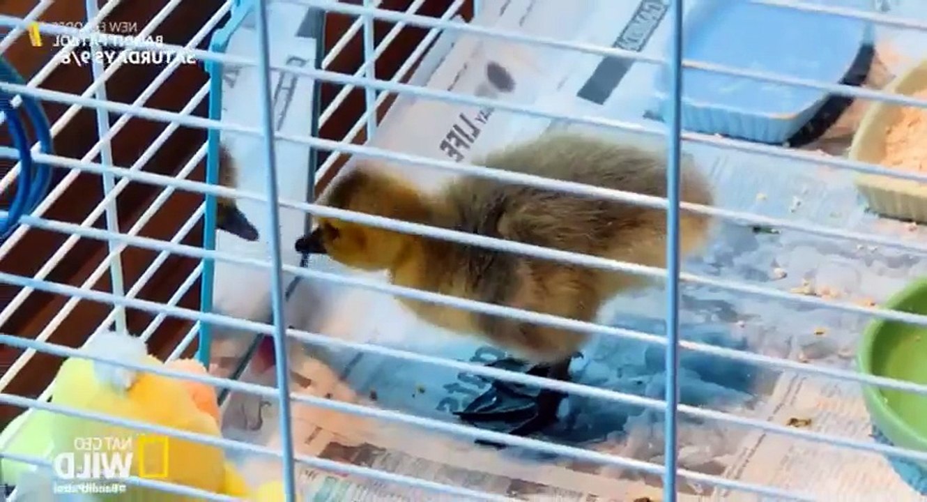 Bandit Patrol S03 - Ep04 Vicious Little Mink - Part 01 HD Watch