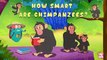 How Smart Are Chimpanzees? - The Dr. Binocs Show | Best Learning Videos For Kids | Peekaboo Kidz