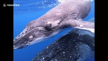 Beautiful encounter with Humpback whale mother and calf