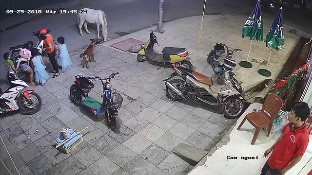 Un cheval donne un coup de sabot à un enfant