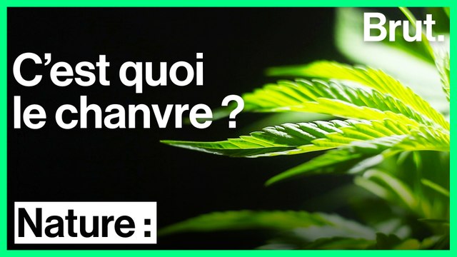 Le chanvre et ses multiples utilisations