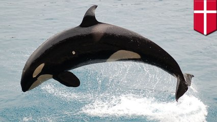 PCBs in ocean threaten livelihood of killer whales