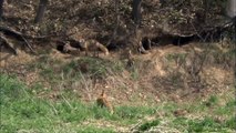 NHK Wildlife Collection 1 5  of  6 Hokkaido Red Fox