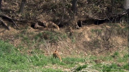 NHK Wildlife Collection 1 5  of  6 Hokkaido Red Fox