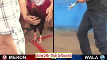 Đá gà thomo mới nhất 2018 ngày 01/10/2018 - Video 9